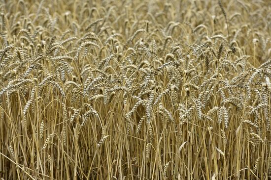 Grain harvesting in Bryansk Region