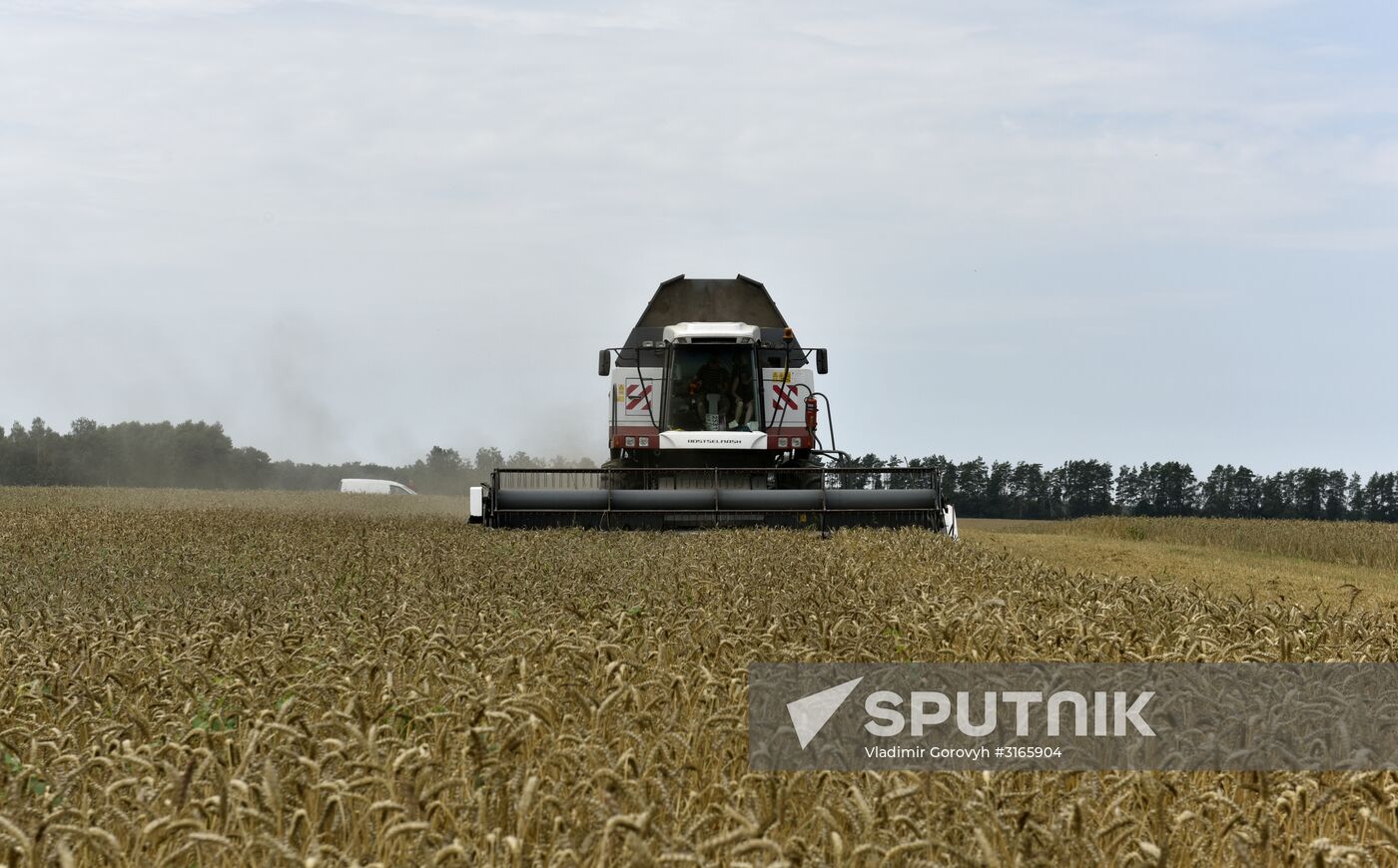 Grain harvesting in Bryansk Region