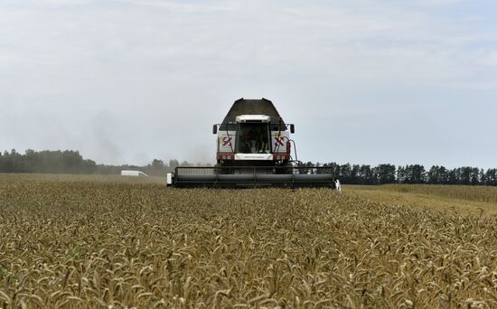 Grain harvesting in Bryansk Region