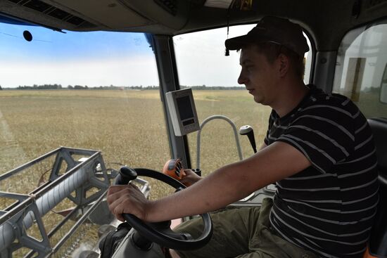 Grain harvesting in Bryansk Region