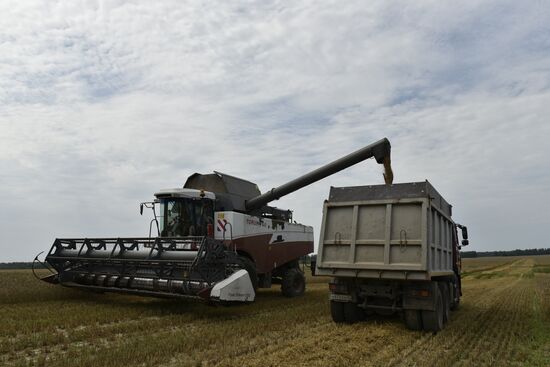 Grain harvesting in Bryansk Region