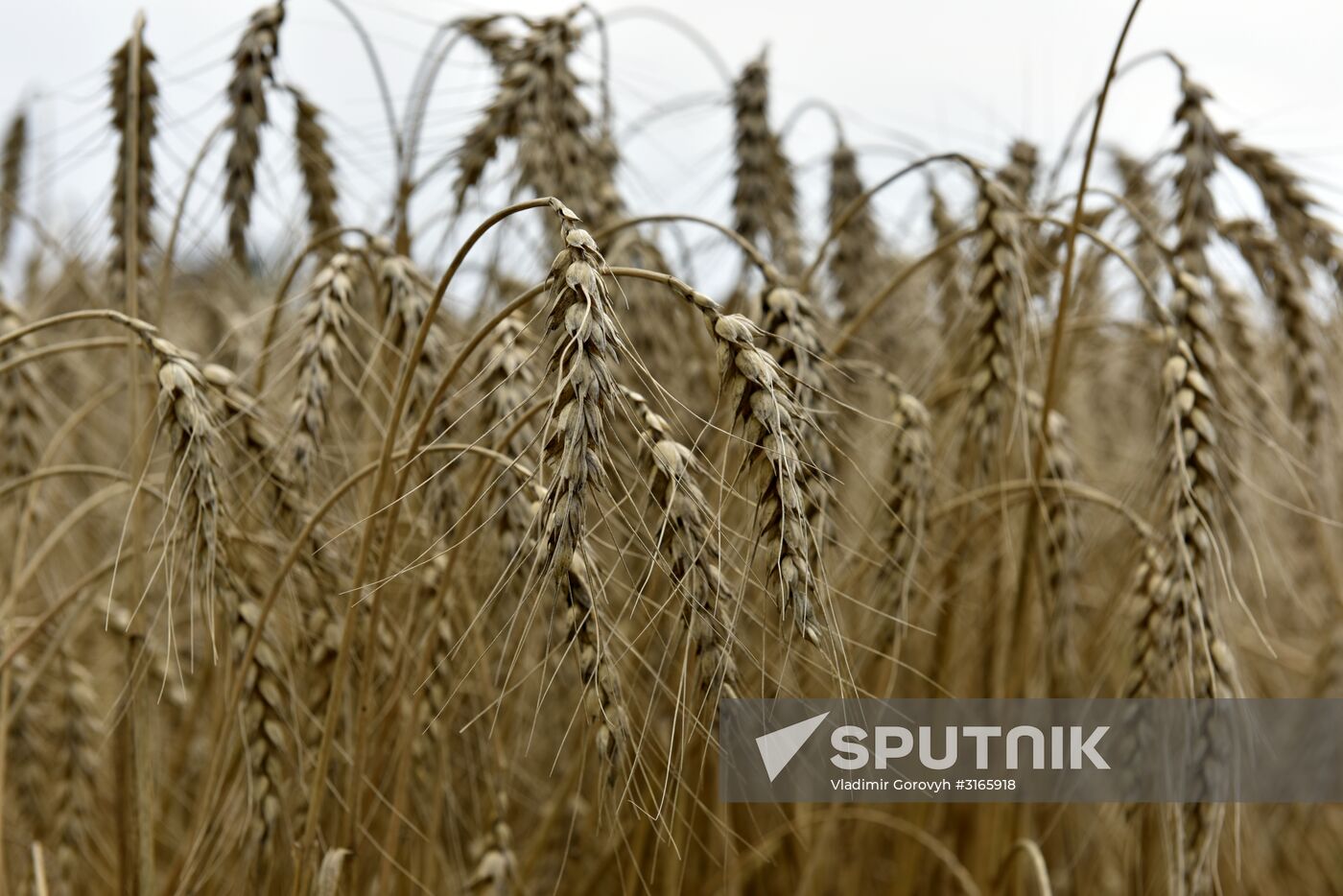 Grain harvesting in Bryansk Region