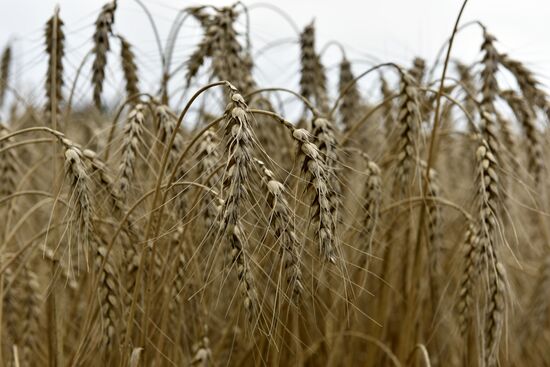 Grain harvesting in Bryansk Region