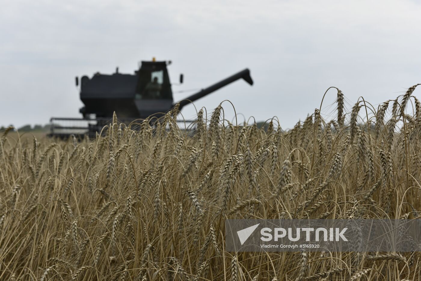Grain harvesting in Bryansk Region