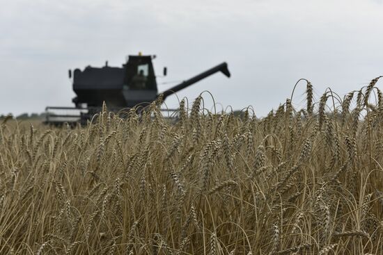 Grain harvesting in Bryansk Region