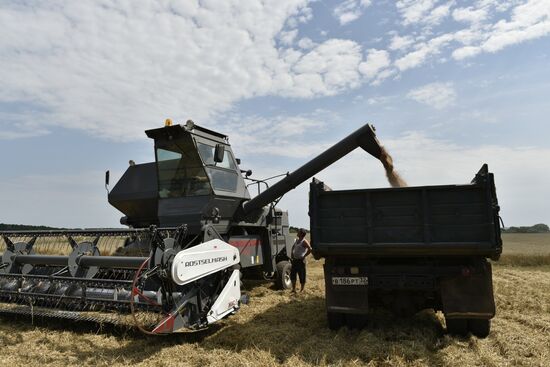 Grain harvesting in Bryansk Region