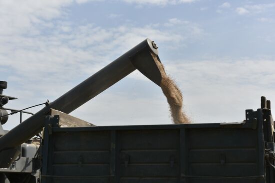 Grain harvesting in Bryansk Region