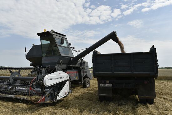 Grain harvesting in Bryansk Region