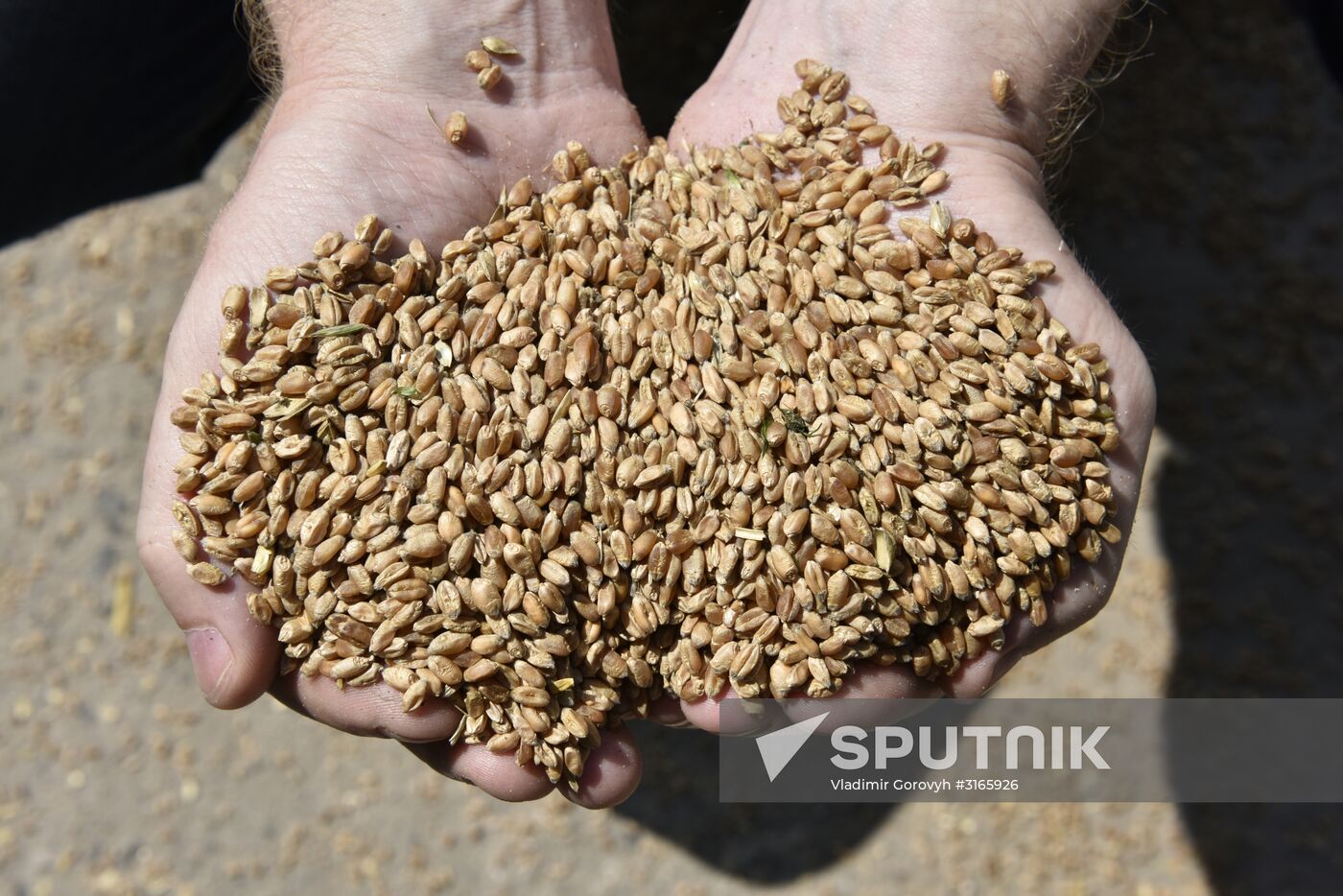 Grain harvesting in Bryansk Region