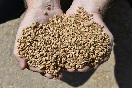 Grain harvesting in Bryansk Region