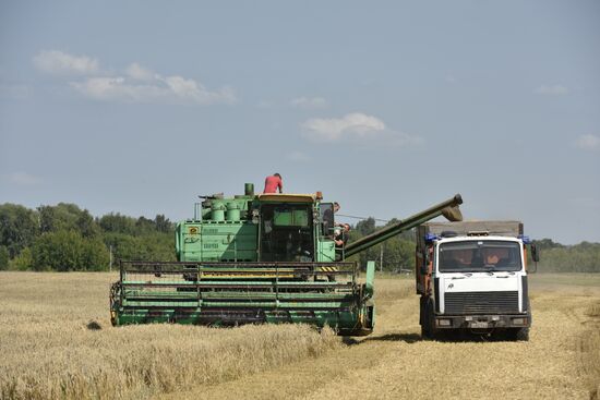 Grain harvesting in Bryansk Region