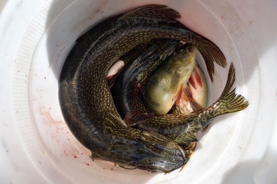 Russian President Vladimir Putin on vacation in Republic of Tyva