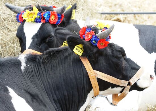 Baltic Field Day 2017 agro-industrial festival