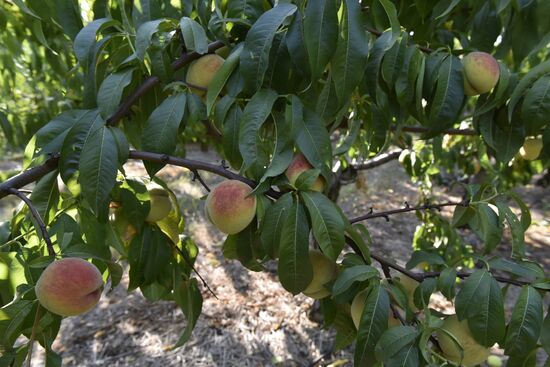 Picking peaches in Crimea