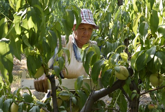 Picking peaches in Crimea