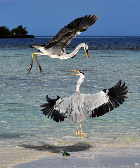 Fight for a fish