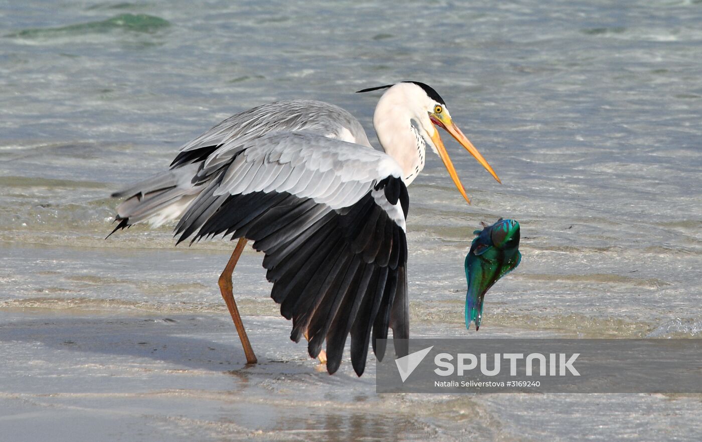 Fight for a fish