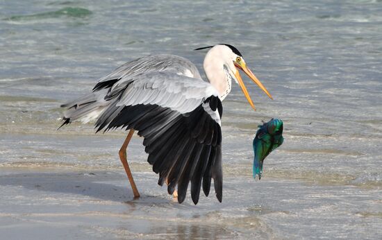 Fight for a fish