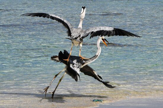 Fight for a fish