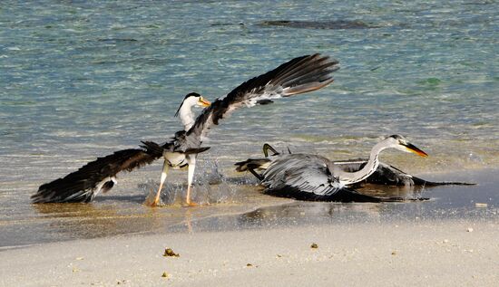 Fight for a fish