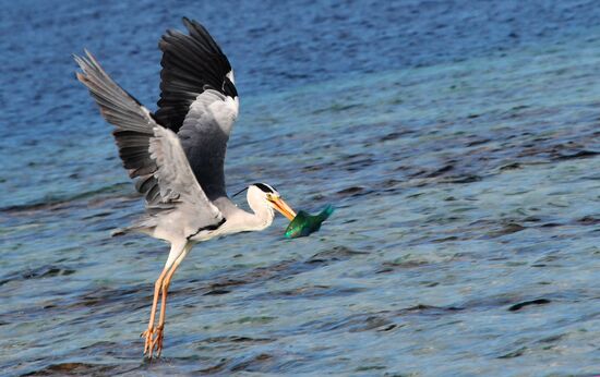 Fight for a fish
