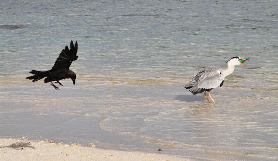 Fight for a fish