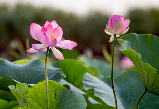 Lotuses bloom in Krasnodar Territory