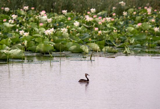 Lotuses bloom in Krasnodar Territory