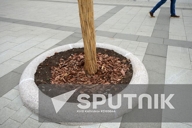 A tree on Smolenskaya Square, Moscow. Location: Russia, Moscow. Author: Kirill Kallinikov/Sputnik. Improvement works on Moscow streets