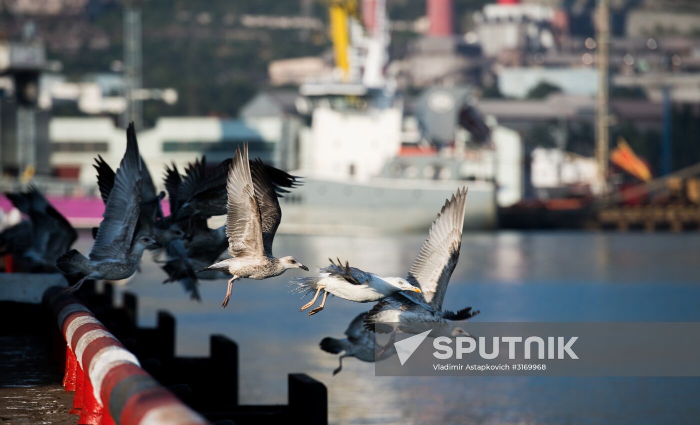 Commercial port of Novorossiysk