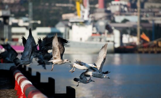 Commercial port of Novorossiysk