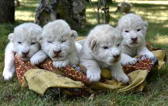 White lion cubs born at safari park in Crimea
