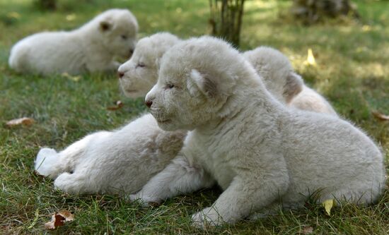 White lion cubs born at safari park in Crimea