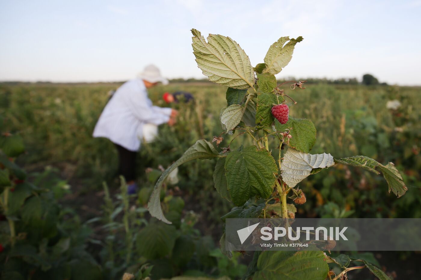 Raspberry harvest in Krasnodar Territory