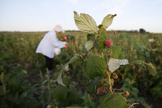 Raspberry harvest in Krasnodar Territory