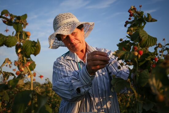 Raspberry harvest in Krasnodar Territory