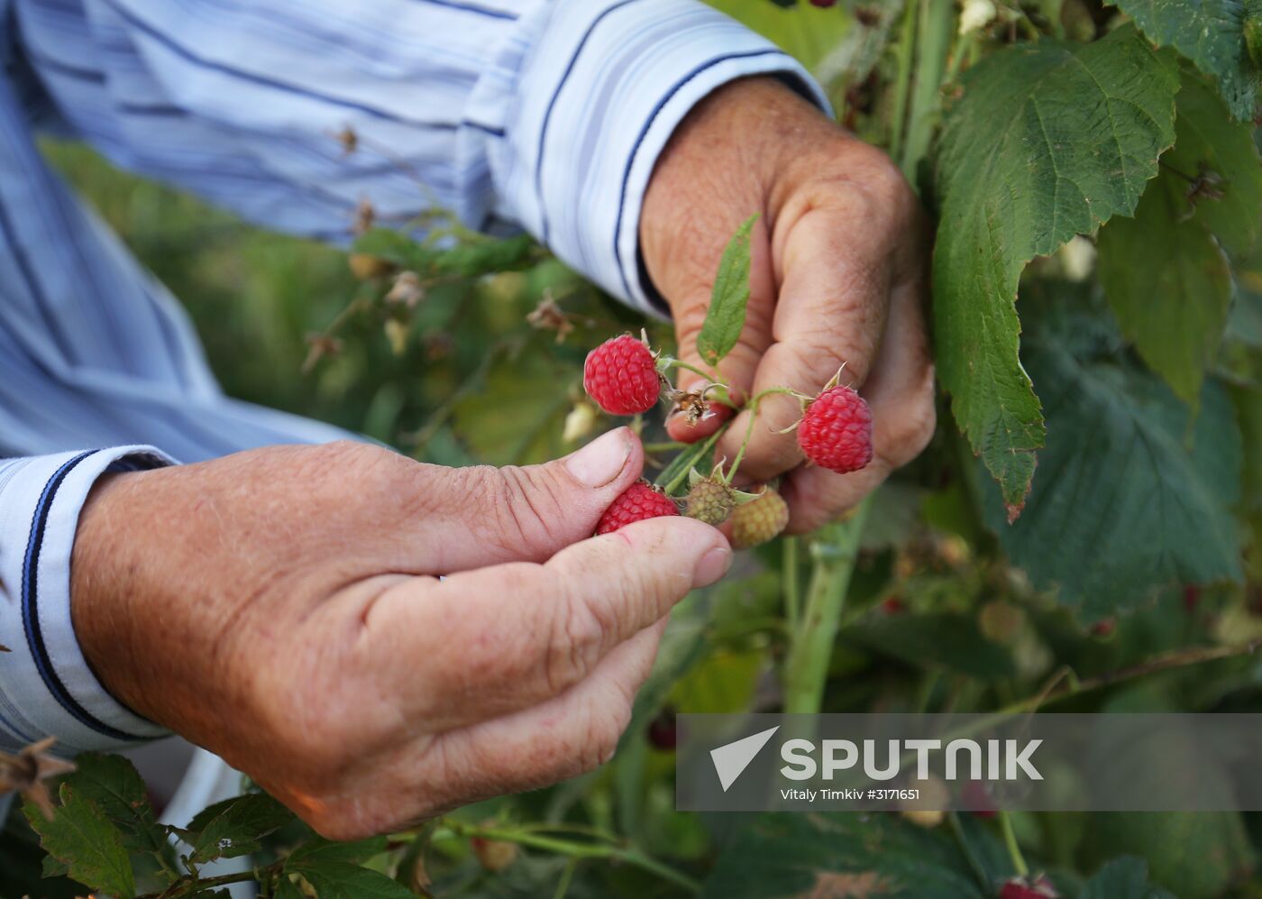 Raspberry harvest in Krasnodar Territory
