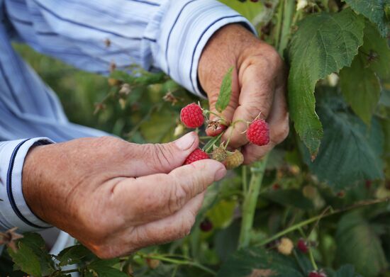 Raspberry harvest in Krasnodar Territory