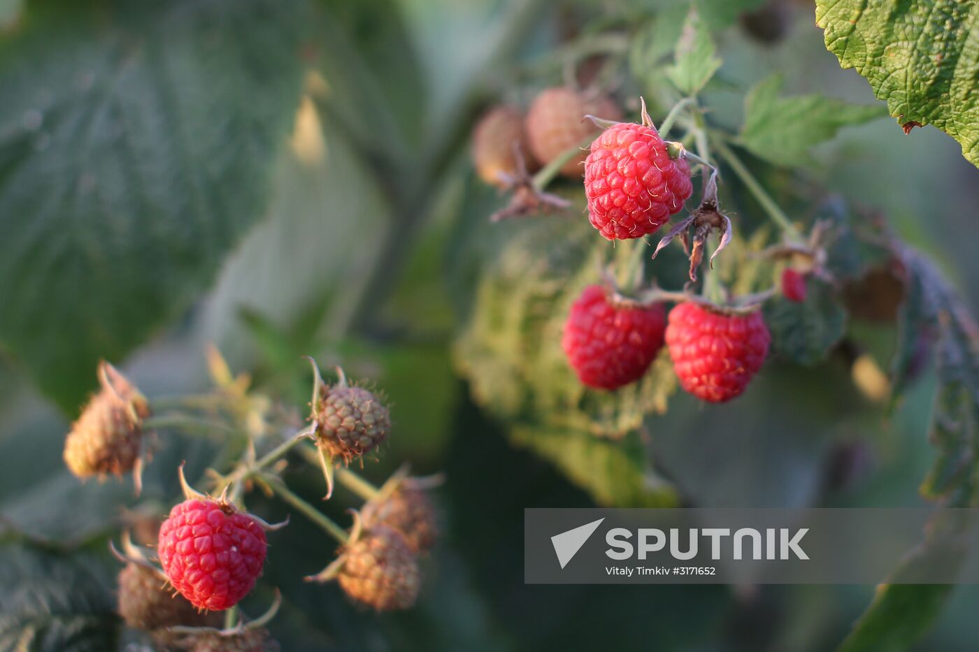 Raspberry harvest in Krasnodar Territory