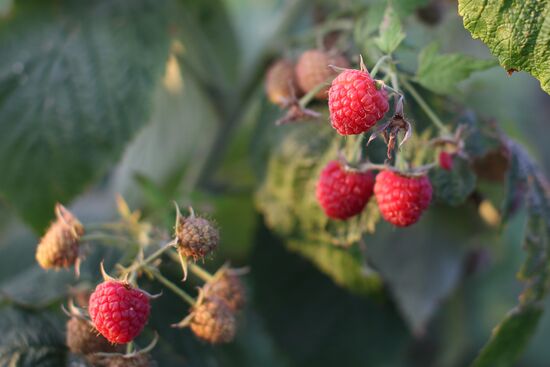 Raspberry harvest in Krasnodar Territory