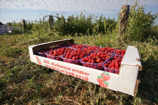 Raspberry harvest in Krasnodar Territory