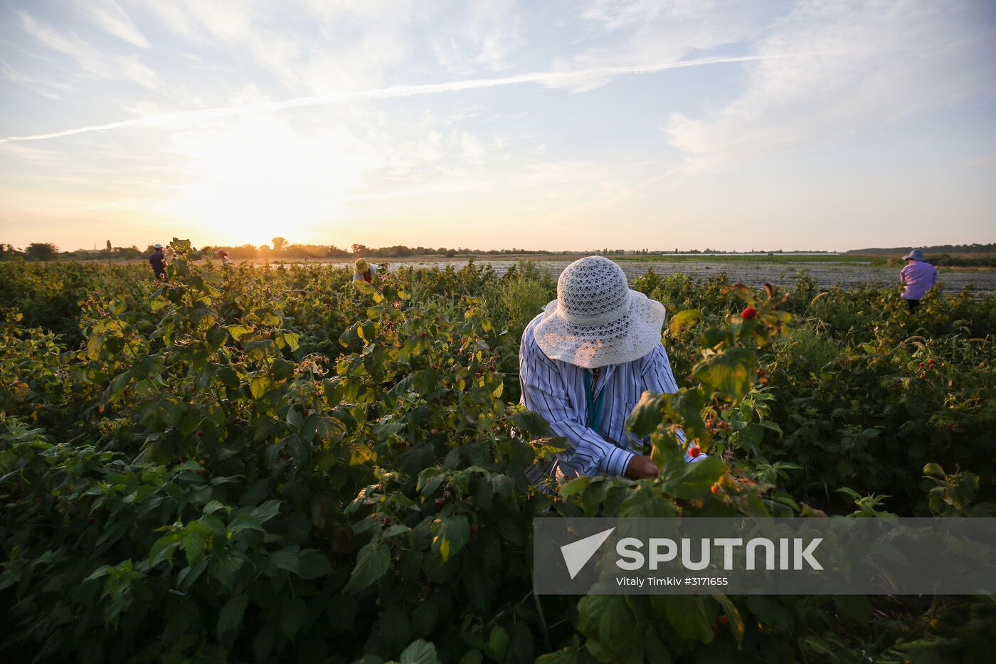 Raspberry harvest in Krasnodar Territory