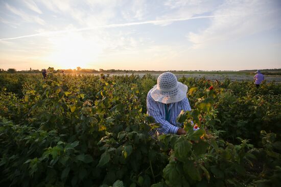 Raspberry harvest in Krasnodar Territory