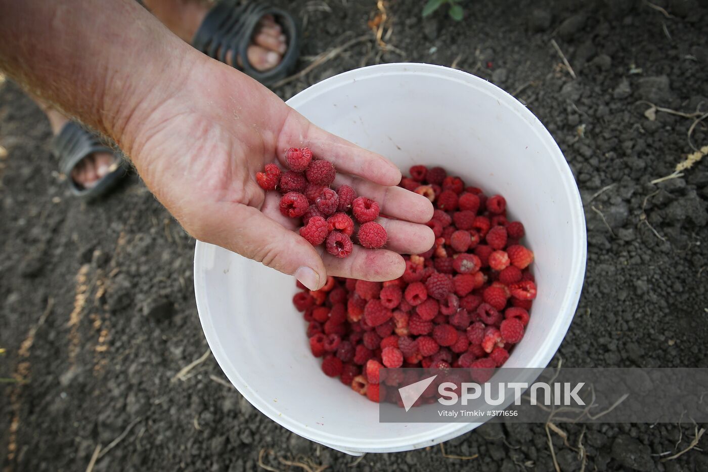 Raspberry harvest in Krasnodar Territory