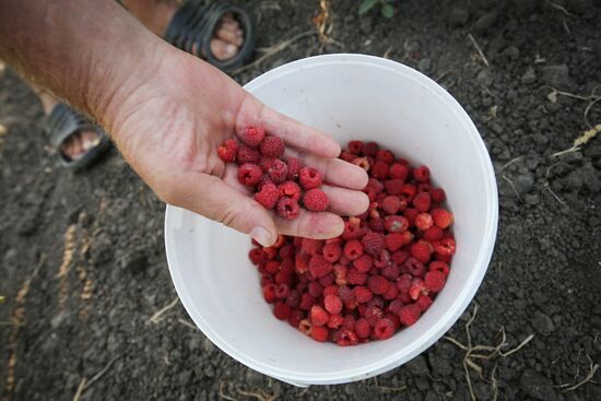Raspberry harvest in Krasnodar Territory