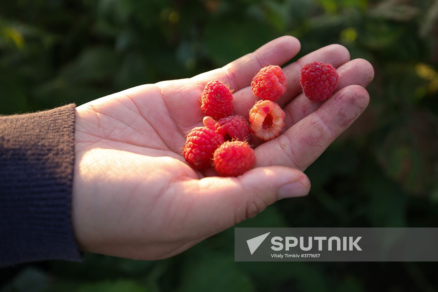 Raspberry harvest in Krasnodar Territory