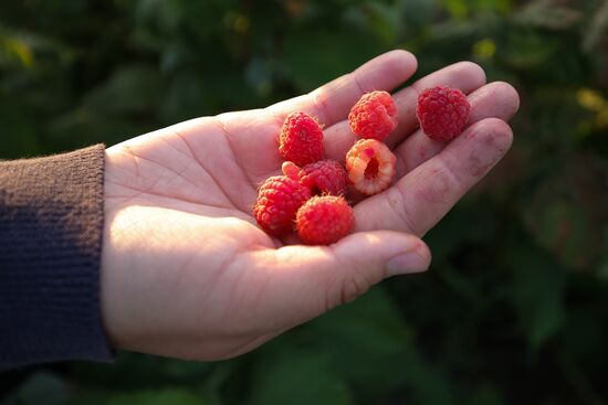 Raspberry harvest in Krasnodar Territory