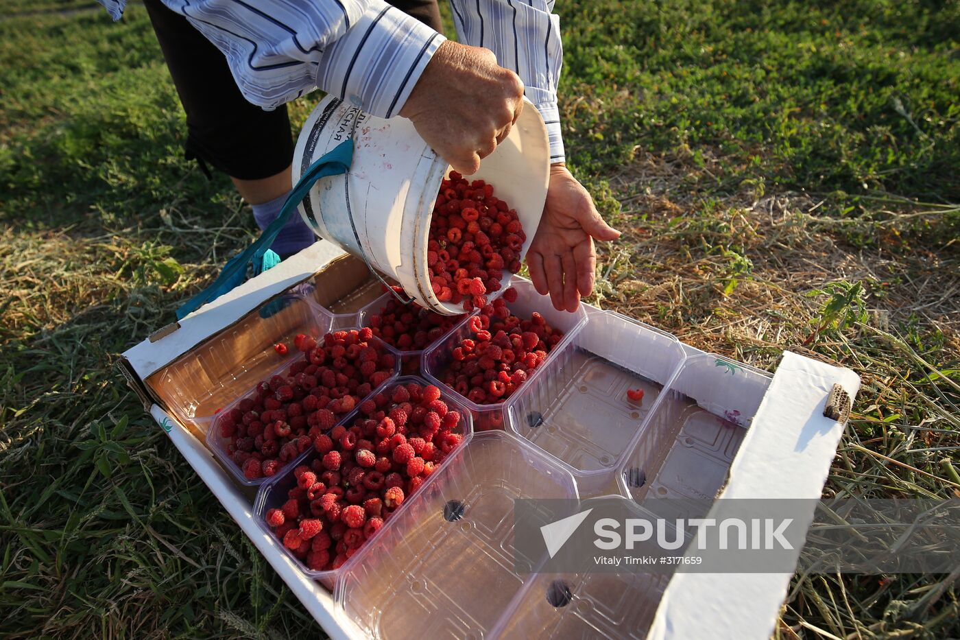 Raspberry harvest in Krasnodar Territory