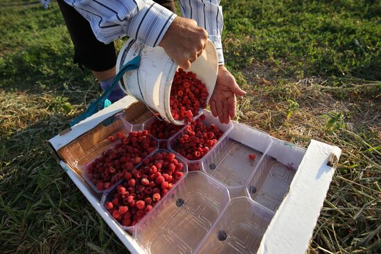 Raspberry harvest in Krasnodar Territory