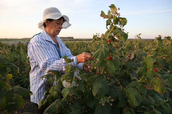 Raspberry harvest in Krasnodar Territory